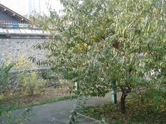 -紫竹院公园冰场