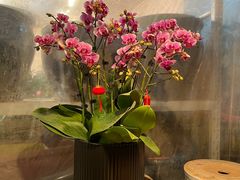 -双季花艺园艺市场(浦东店)