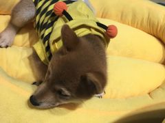 -逗柴咖啡屋·狗咖猫咖宠物桌游