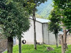 -卧龙中华大熊猫苑神树坪基地