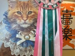 -猫十亿·布偶金渐层·曼基康矮脚猫舍(青年路店)