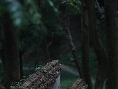 -涂山寺素食餐厅
