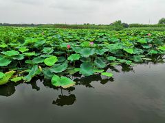 -荷塘月色湿地公园·向阳花洲
