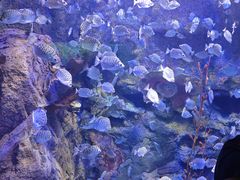 -太平洋海底世界