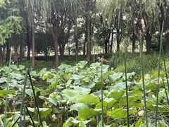 -陈家山荷花公园