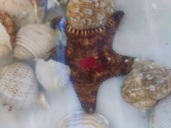 -林记海鲜排档·十年海鲜地标