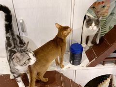 -猫小院猫主题餐厅(三里屯店)