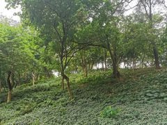 -广州雕塑公园