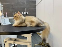 -babydoll猫舍·米努特·德文·缅因(久光中心店)
