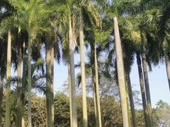 -番禺大夫山森林公园