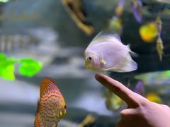 -迪拜水族馆及水下动物园