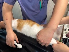 -半岛宠物医院24小时(科华中路店)