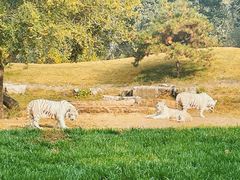 -北京野生动物园