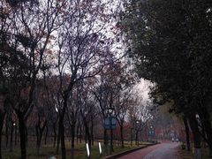 -大兴滨河森林公园