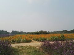 -北京东方普罗旺斯薰衣草庄园
