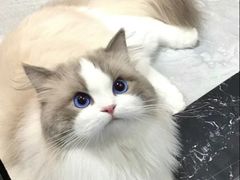 -美联众合动物医院·24h转诊中心