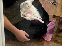 -楼上猫咖(罗湖店)