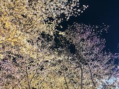 -东湖磨山景区樱花园-停车场