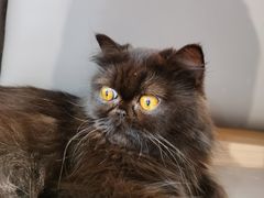 -喵园·猫主题咖啡厅·撸猫·猫咖(国贸店)