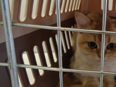 -艾吉宠物医院·疑难杂症转诊中心·猫友好(碧江路院)