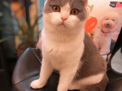 -小尾巴宠物店(万科·金域华庭店)