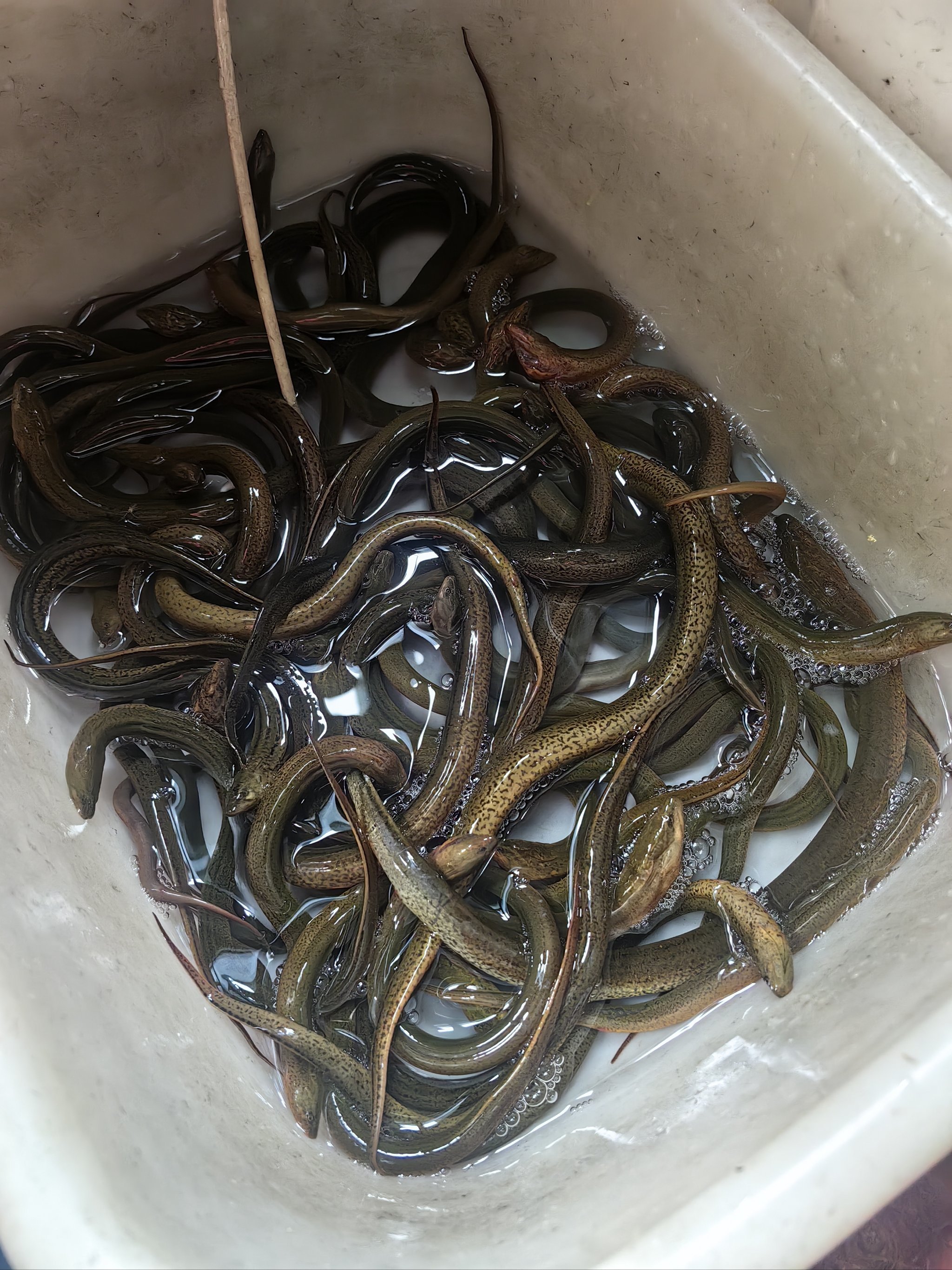 野生鳝鱼最美味