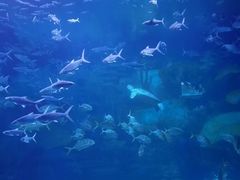 -大连圣亚海洋世界