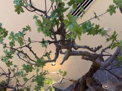 -海立阁海鲜江浙菜(漕河泾印象城店)