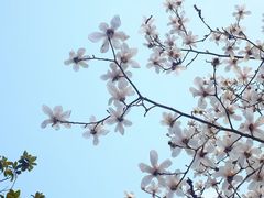 -杭州植物园