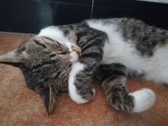 -致善宠物医院(体育路店)