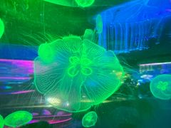 -泉城欧乐堡海洋极地世界