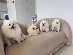 -怪兽屋·羊驼·猫咖·狗咖(俊华广场店)