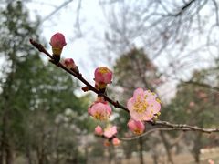 -香山公园