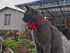 -喵屿·大理花园猫咖