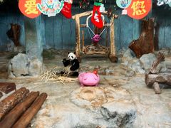 -海南热带野生动植物园