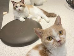 -飞行喵MR PILOT|猫舍·猫咖(静安大融城店)