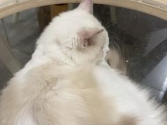 -吉丁鸟咖·异宠·寄养