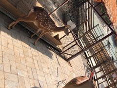 -北京鹿世界主题园