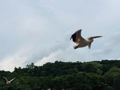 -深圳野生动物园