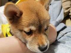 -逗柴咖啡屋·狗咖猫咖宠物桌游