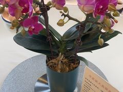 -寻味顺德·顺峰山庄(大良店)