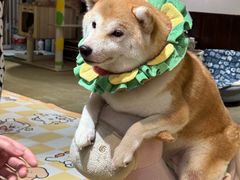 -逗柴咖啡屋·狗咖猫咖宠物桌游