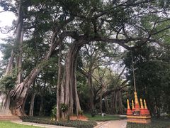 -瑞丽独树成林风景区