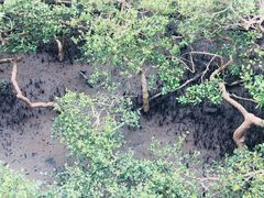 -北海金海湾红树林生态旅游区