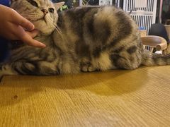 -平行世界·猫咖(首经贸店)