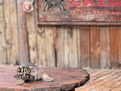 -云南野生动物园