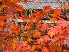 -塔川景区