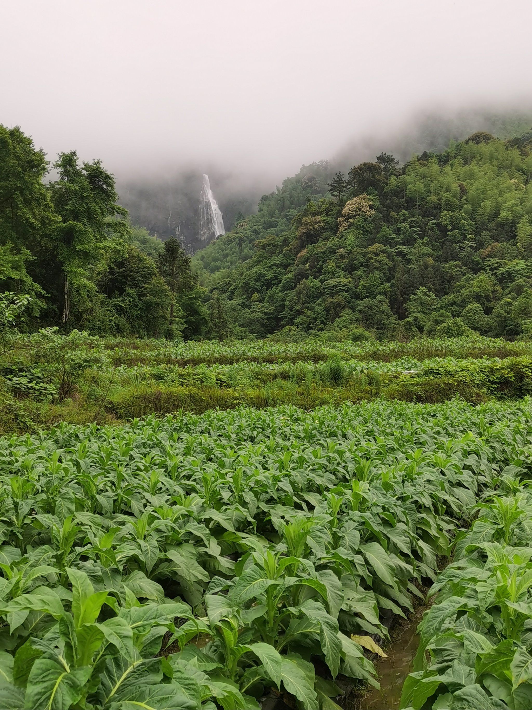 光泽县李坊乡管密村白水际瀑布