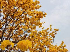 -南国桃园旅游度假区