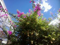 android_upload_pic-下关花鸟市场